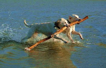 Eco-Rabbi: Parshat Beshalach – Water of Life