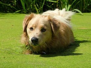 Green Your Dog: the 4th Great Green Giveaway!