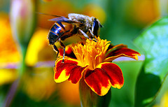 Beeologics cures Bee Colony Collapse-Associated Virus?