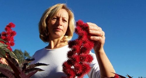 ormat leviev and evogene create biofuel in africa with castor oil picture