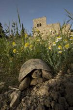 Bustan Qaraaqa: Permaculture and Empowerment For Palestinians in the West Bank