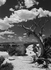 Bedouin and "Bustan" Green The Desert With Tree Planting Event