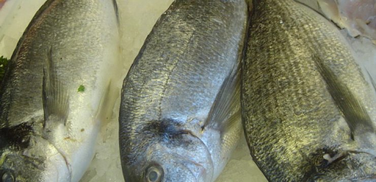 gilthead-bream.jpg