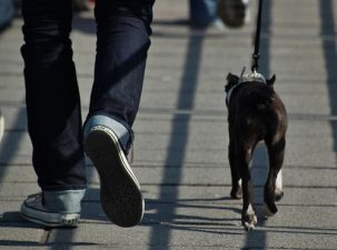 Dog poop DNA takes doodie off the strees