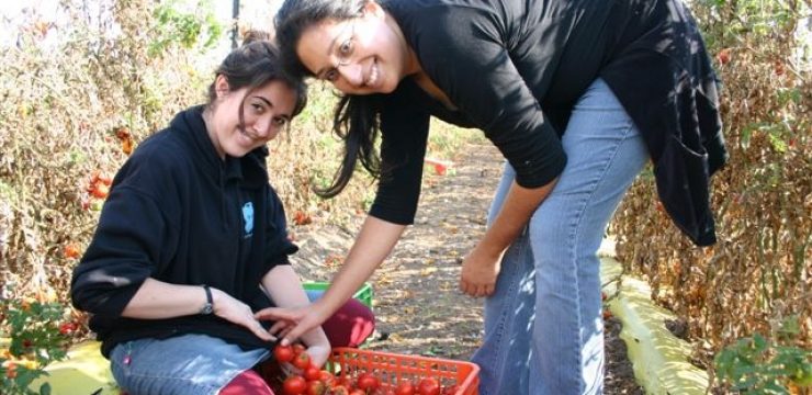 91232-gleaning-activism-center.jpg