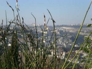 "Green Jerusalem" Councillor Naomi Tsur Lectures On Environmental Activism