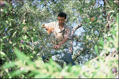 palestinian olive oil tree farmer photo