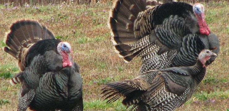 turkey-thanksgiving-green.jpg
