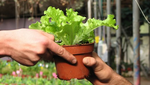 the greenhouse israel education