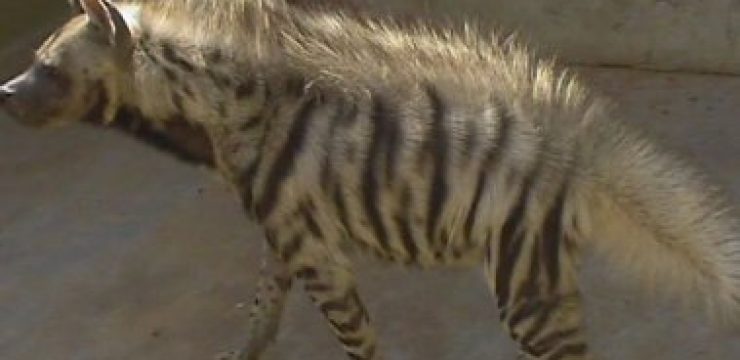 city-safari-zoo-hyena1.jpg