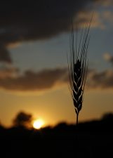 Eco-Rabbi: Parshat Miketz – Making all of the Years Years of Plenty