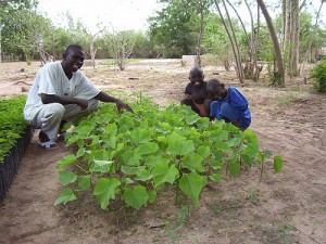 Galten Leases Half Million Acres To Grow Jatropha in Ghana