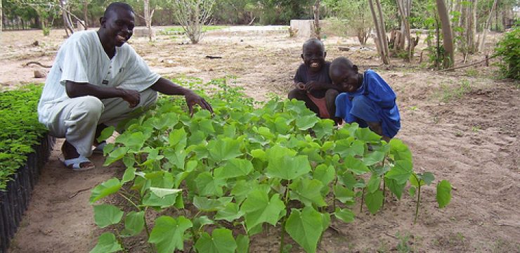 jatropha-plants-keffrine1.jpg