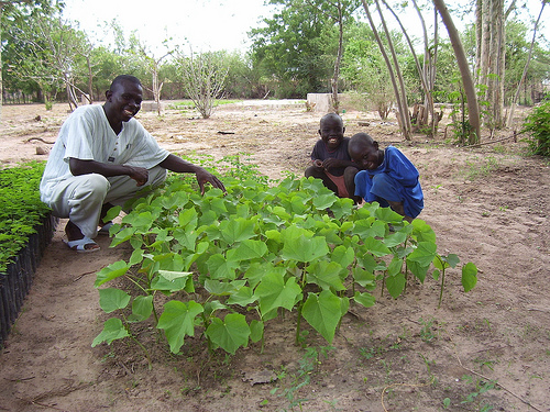jatropha plants africa land grab photo