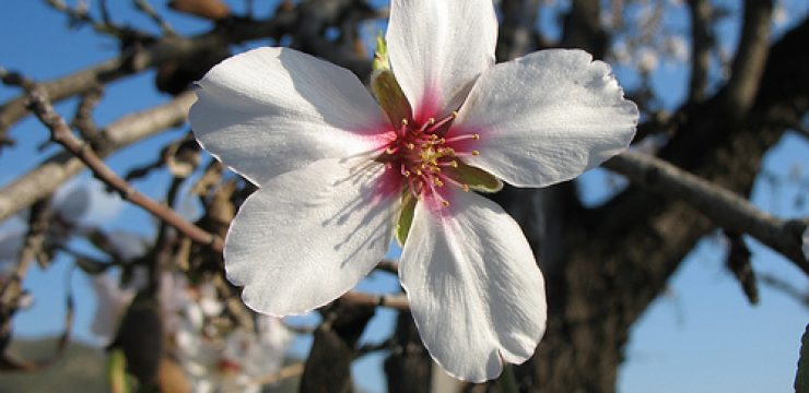 almond-blossom.jpg