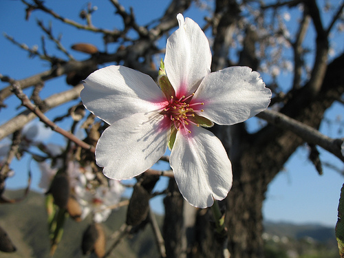 almond-blossom