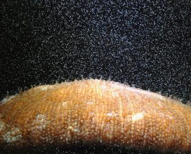 Corals Get "Sexy" On The Sea Floor to Fight Global Warming