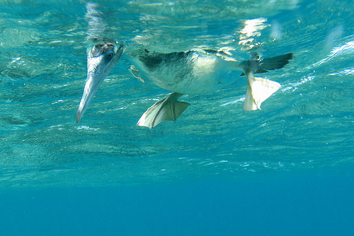 duck underwater photo