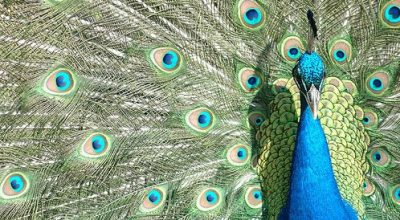 On Peacocks, Eggplants and Urban Sustainability In A Tel Aviv University Community Garden