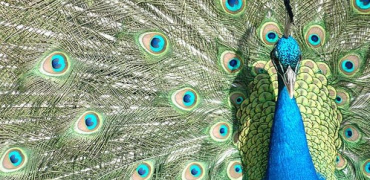 peacock-wings-israel-photo.jpg