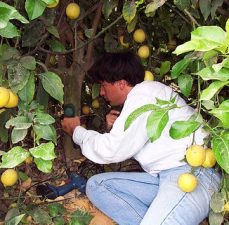 Israeli Trees Go Hightech and Alert Farmers With SMS When Thirsty