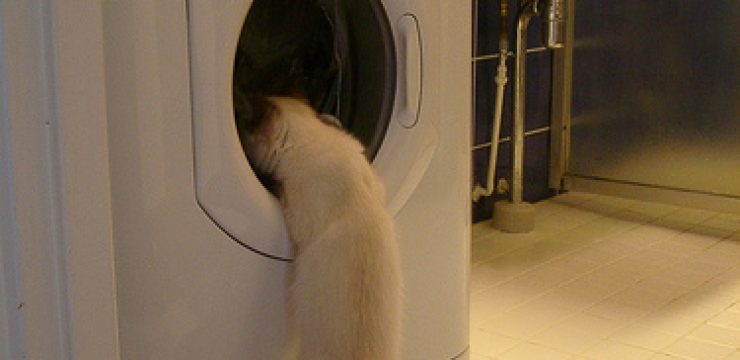 kitten-and-washing-machine.jpg