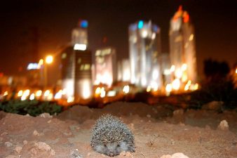 Israel Celebrates "Earth Day" Today Only Tomorrow, With Lights Out, Beach Cleaning, Concerts and Green Awards