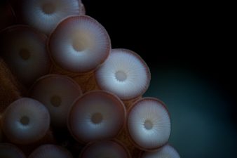 Forget Submarines, Send In The Robotic Octopus Instead