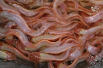 Seeing Water Pollution With Snake's Eyes