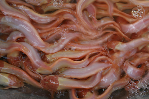 water-snakes-thailand