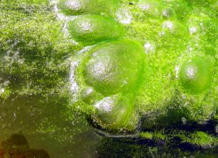 Expanding the Role of Algae: Algaenesis