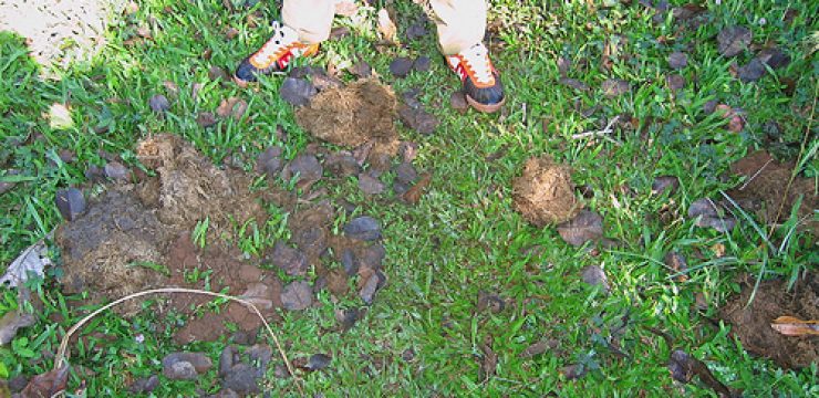 elephant-dung-compost-photo.jpg