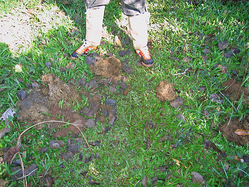 elephant-dung-compost-photo