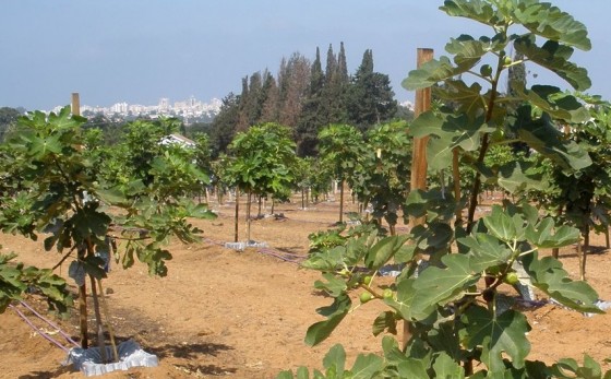 tal ya water dew trays israel