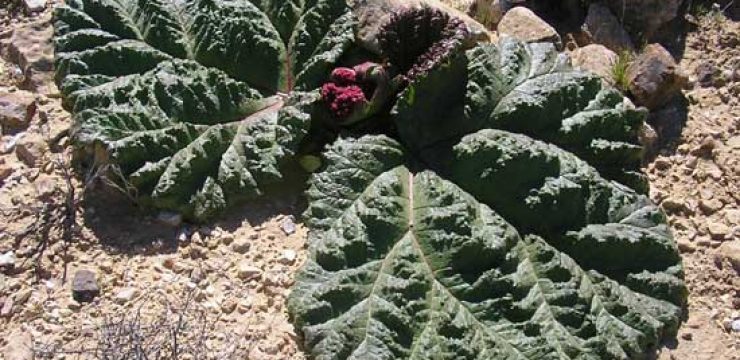 desert-rhubarb-israel-jordan-photo.jpg