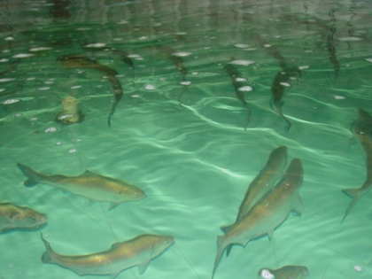 Shad fish farm
