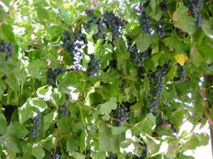 Sunday Energy and Carmey Avdat Winery Helping Produce Israel's First Solar Powered Wine