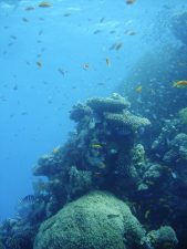 Jordanian and Israeli Scientists Collaborate to Study and Protect the Gulf of Aqaba