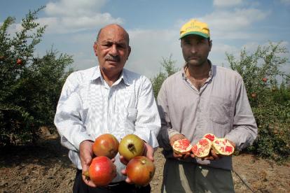 pomegranates-turkey