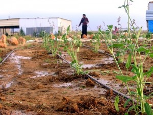 Bustan's Mud Huts With Plasma Screens
