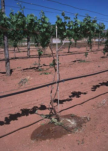 queengil drip irrigation israel