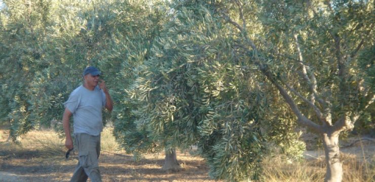 doron-checking-trees-irrigation-story.jpg