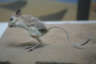 Why Israeli Rodents Are More Cautious Than Jordanian Ones