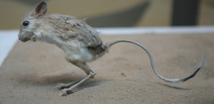 egyptian-jerboa-israel.jpg