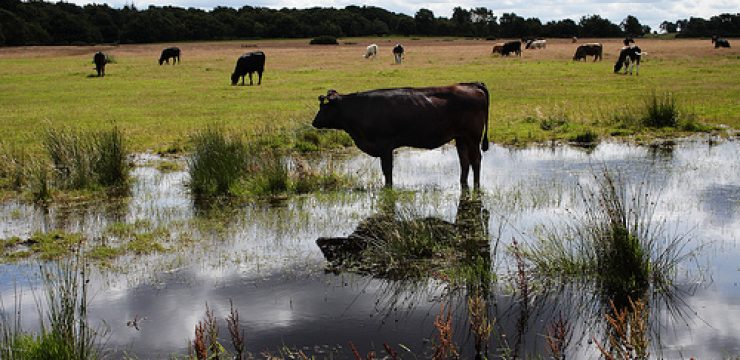 Cow-Grazing-in-Water.jpg