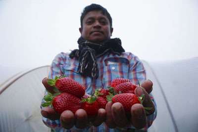 berries-bombs-west-bank