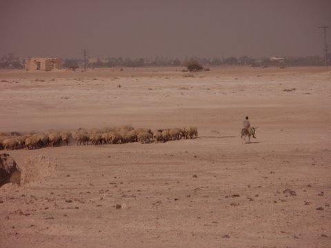 borrowing-sheep-grazing