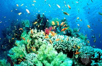 Saudi Oil Company Relocates Corals From Path of Pipeline