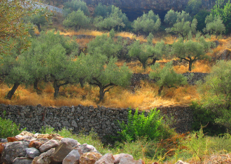 Turkey Aims to Become World’s Second Largest Olive Oil Producer