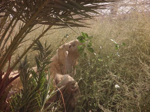 sheep-grazing-jerico